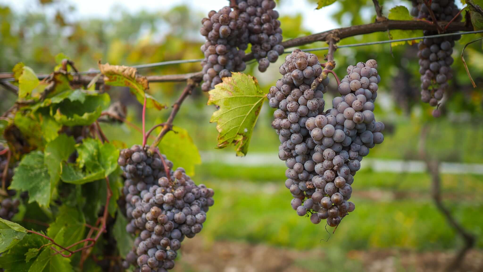 What Happened During Harvest 2022?