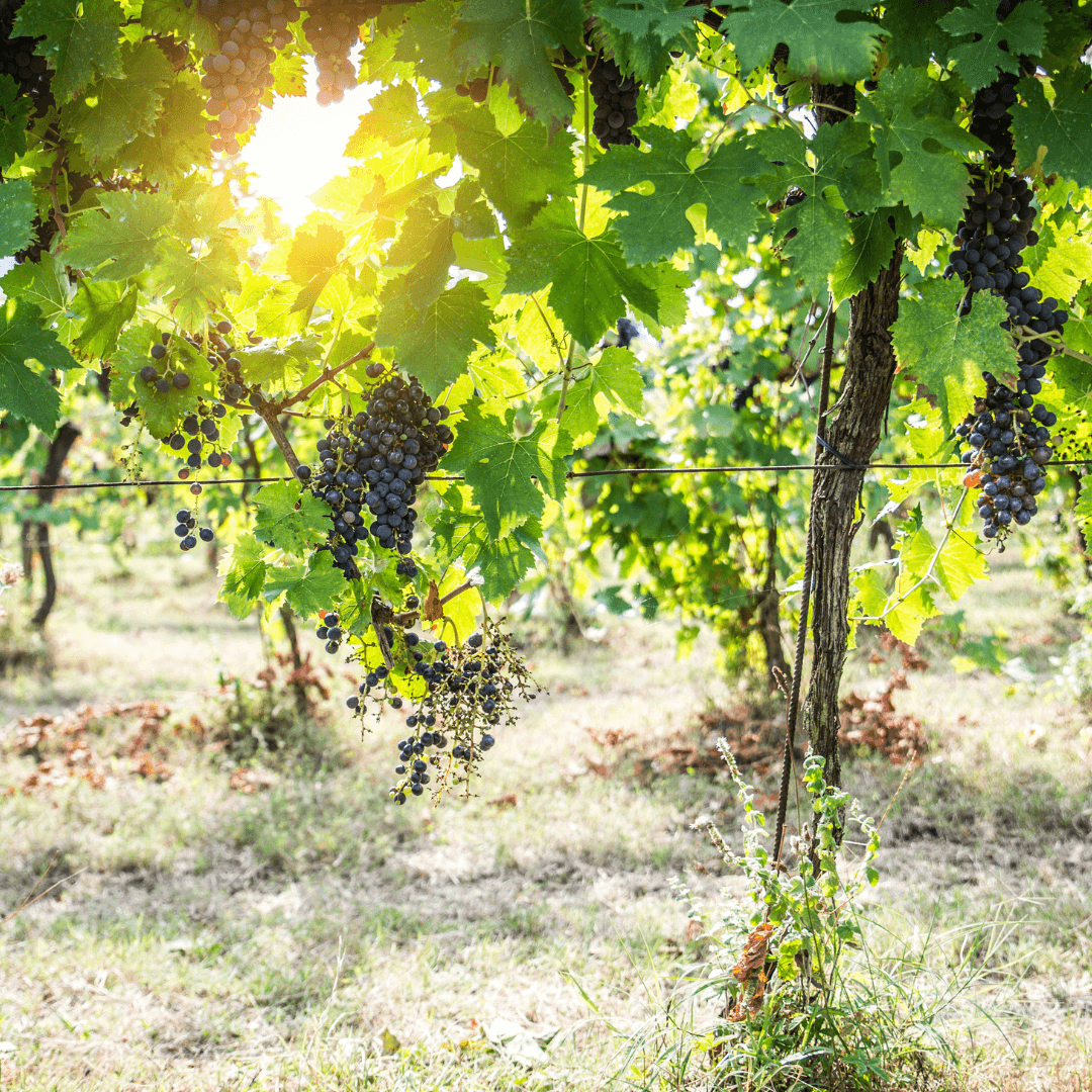 The County's Gem: Experience Traynor Vineyard's Unique Wine Tasting in Prince Edward County