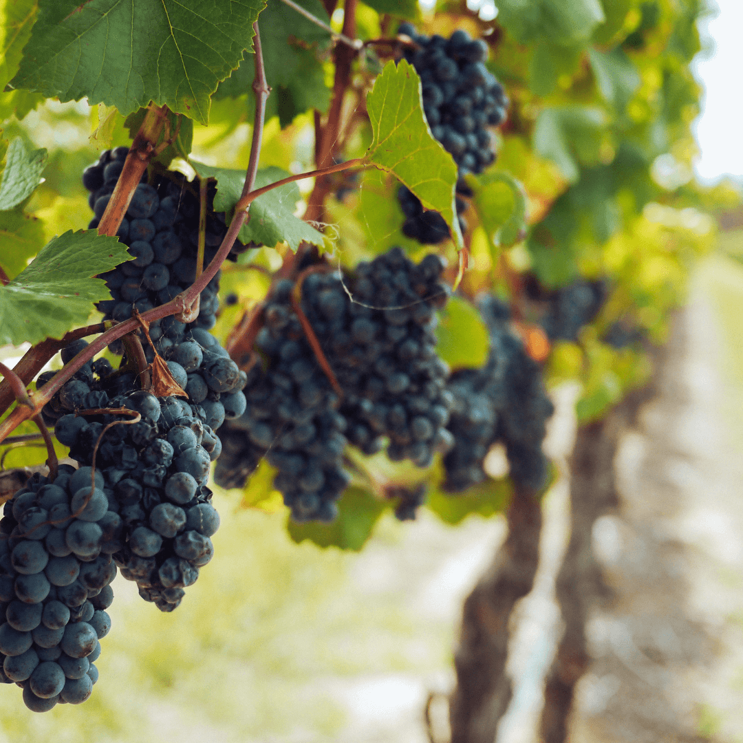 Embracing Sustainability: The Journey to Vegan-Certified Wines at Traynor Vineyard