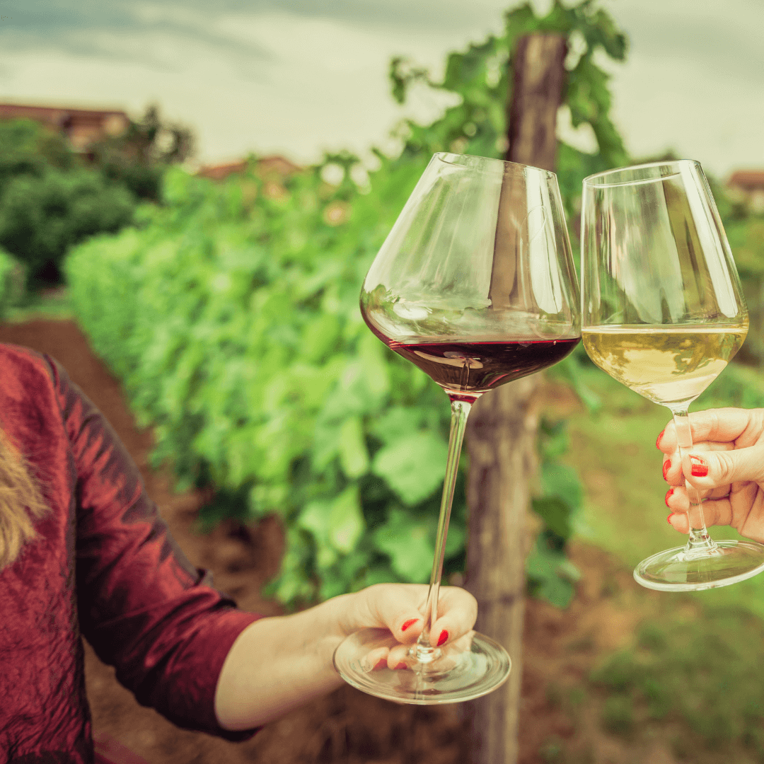 Exploring the Enchanting World of Traynor Vineyard's Natural Wines: Pet-Nat, Piquette, and Glou Glou