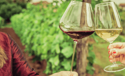 Exploring the Enchanting World of Traynor Vineyard's Natural Wines: Pet-Nat, Piquette, and Glou Glou