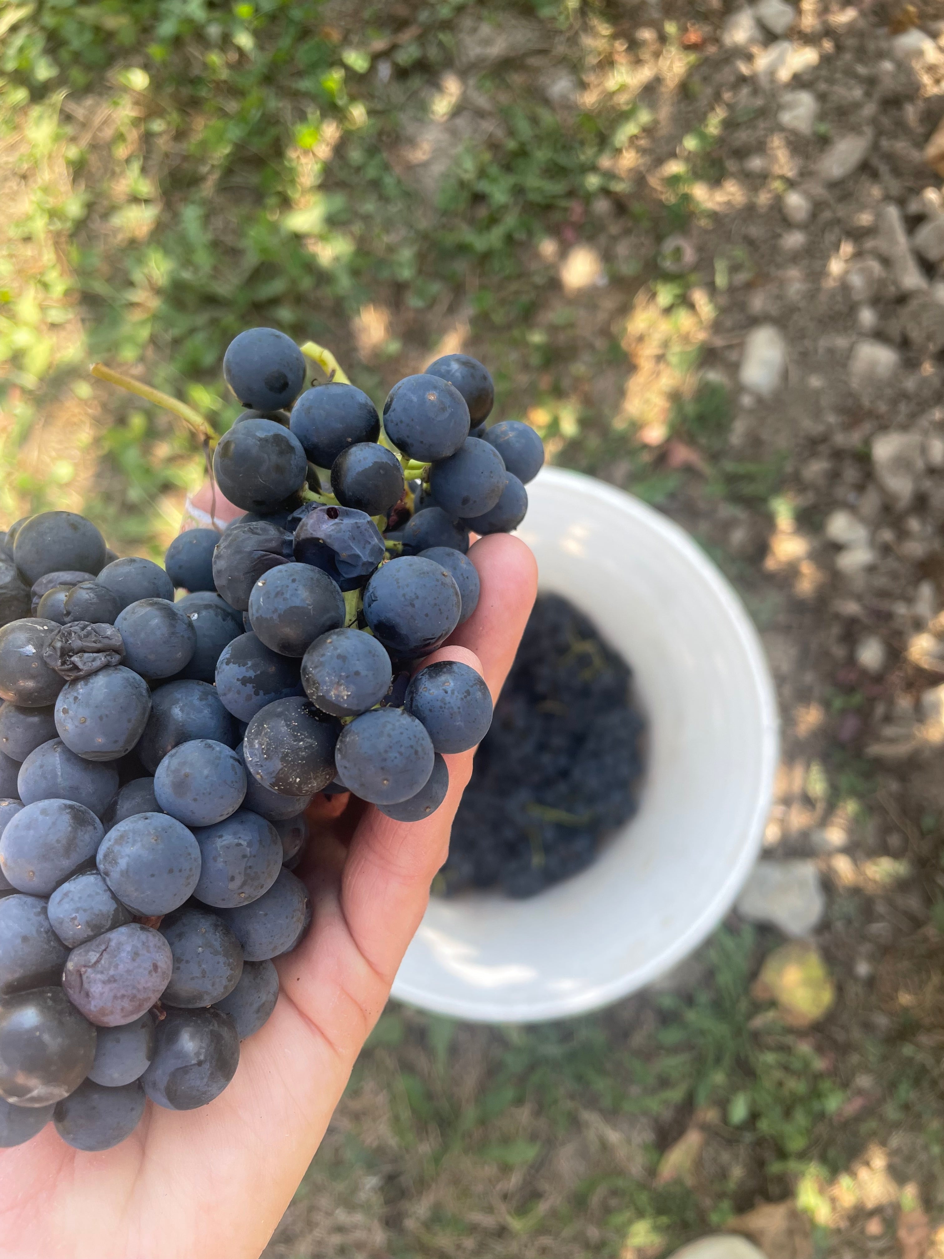 Behind the Vines: Experiencing Harvest Time at Traynor Vineyard