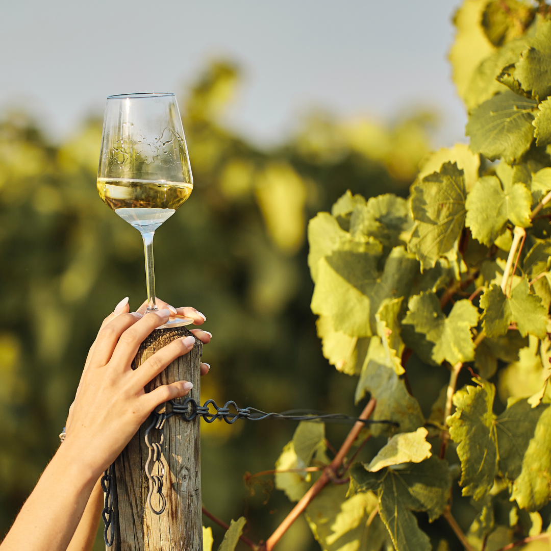 Sip Outside the Box: The Wine Lab Series at Traynor Vineyard