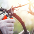 Pruning & Tying: Setting the Stage for a Bountiful Harves