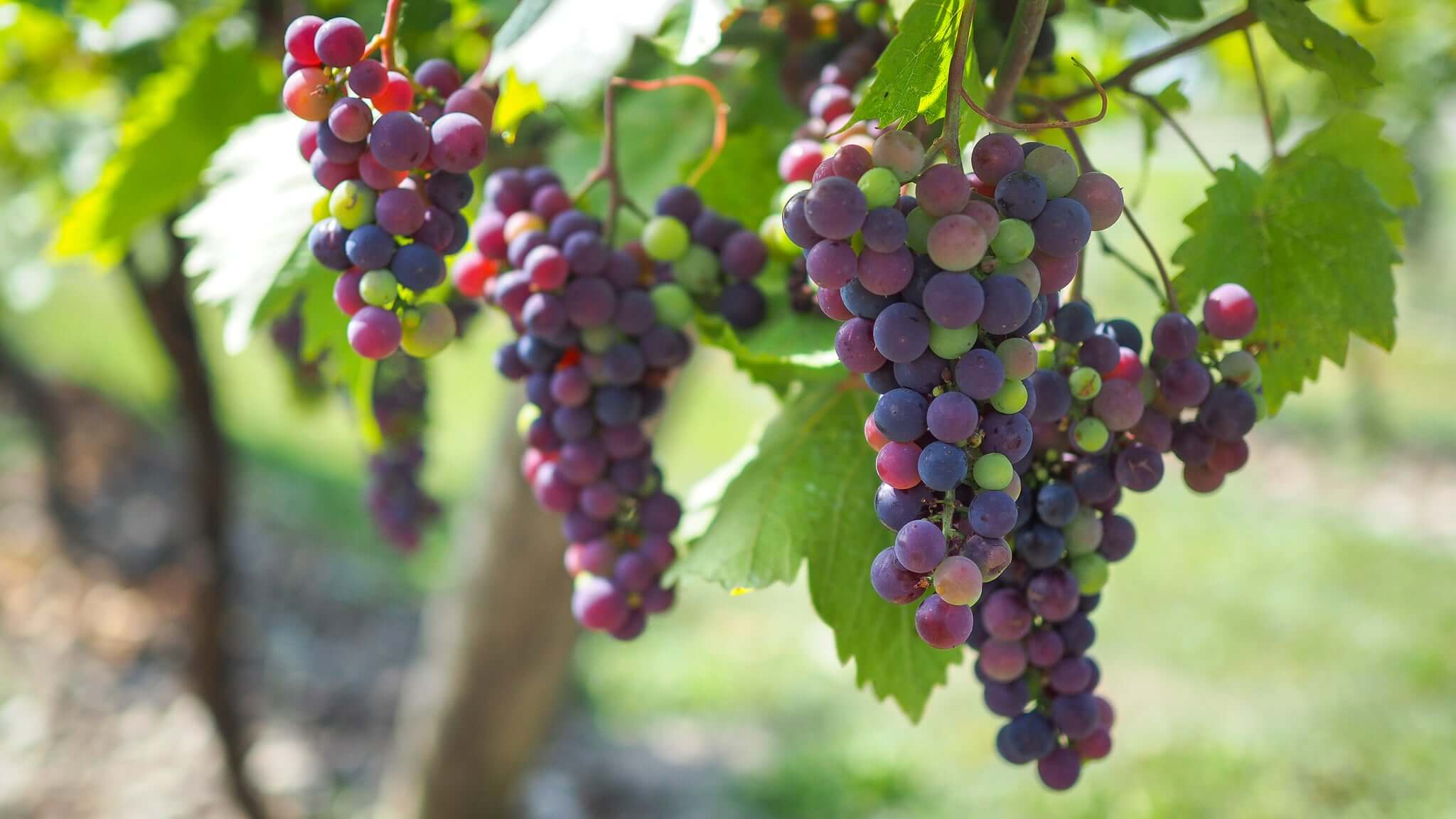 Veraison 2022 with Traynor’s Assistant Winemaker