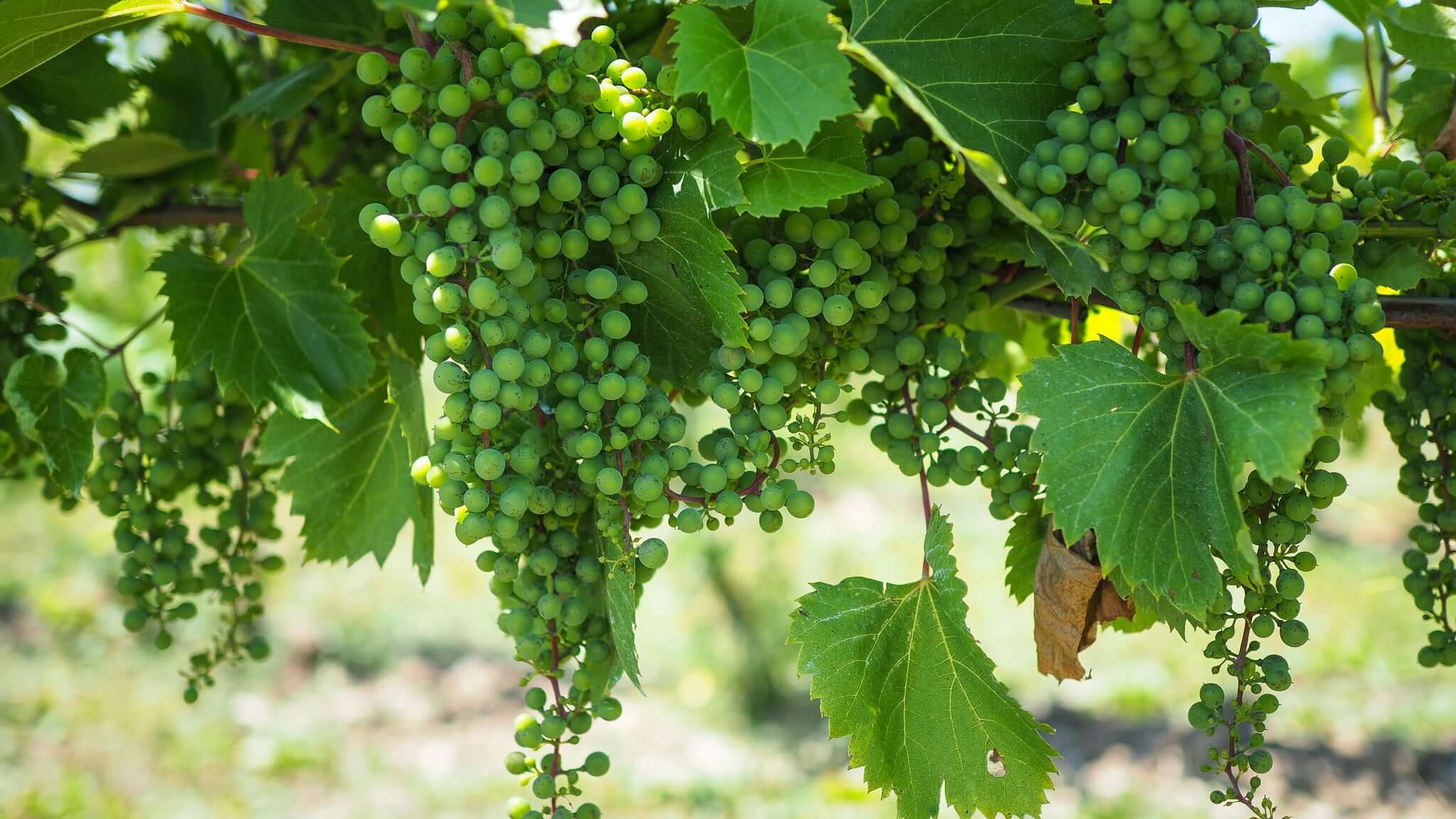 Into the Vines of Summer 2022