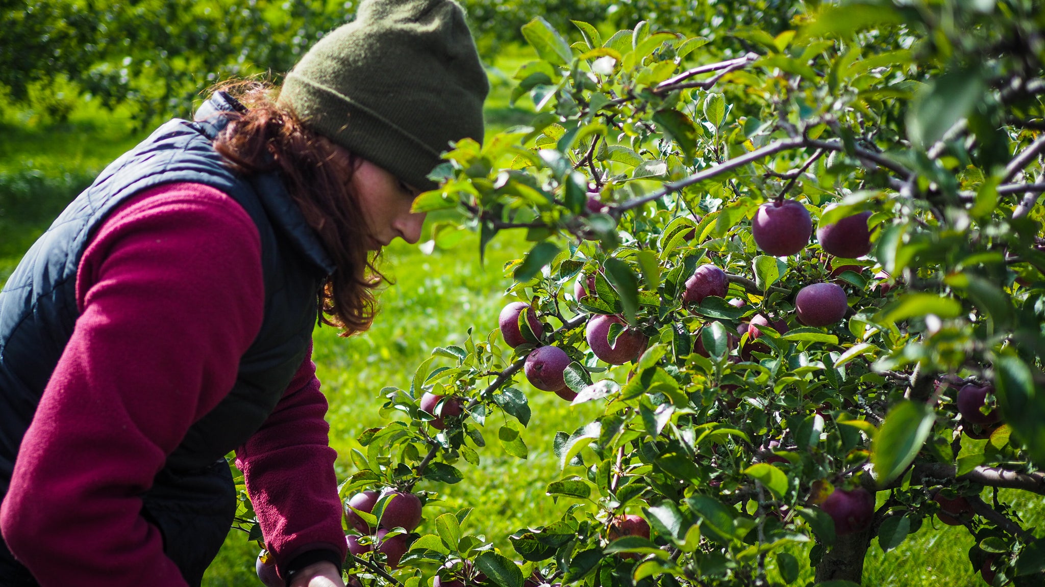 Out of the Vineyard and into the Orchard