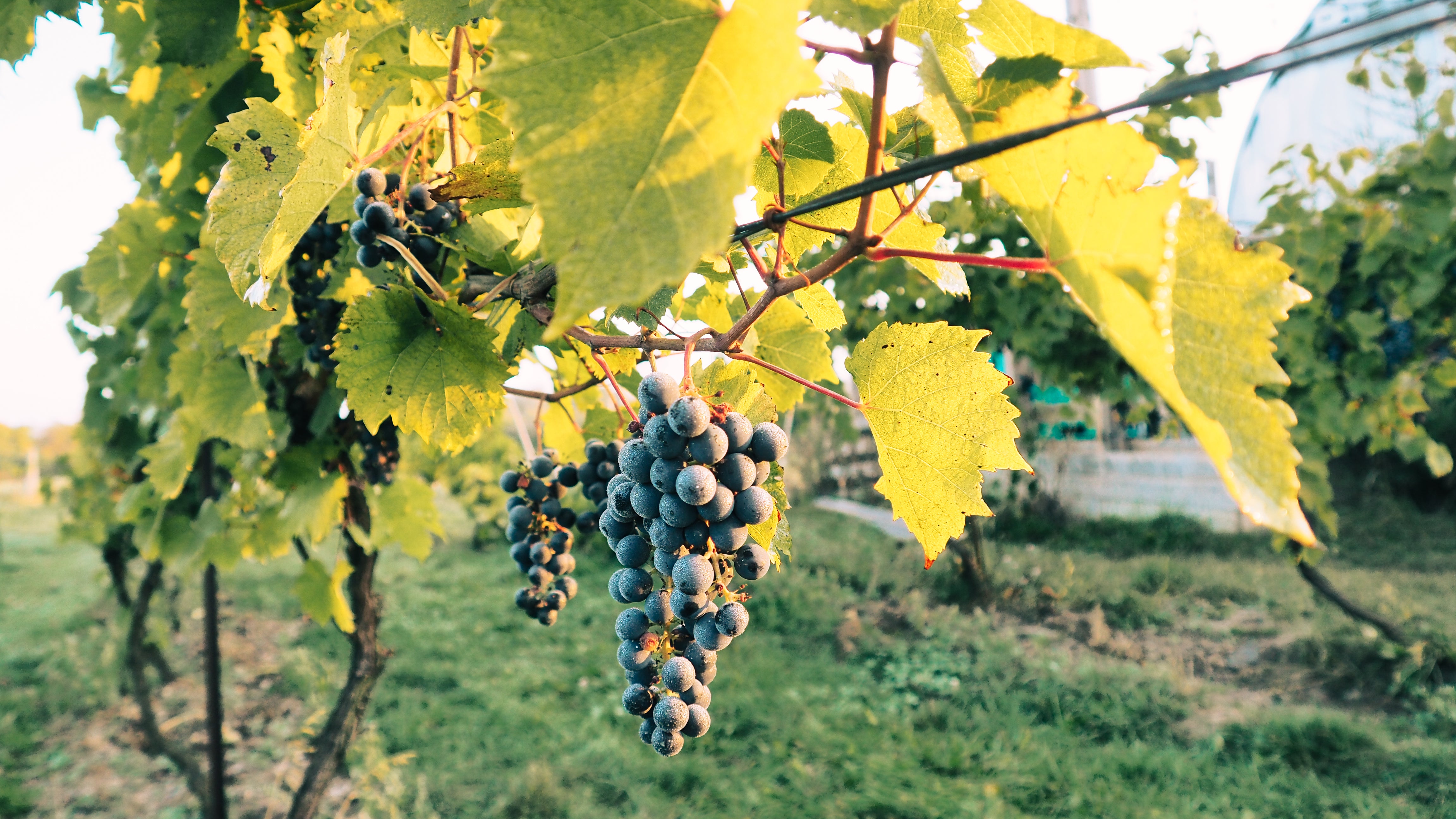 Vineyard Update: Getting Ready for Harvest 2020