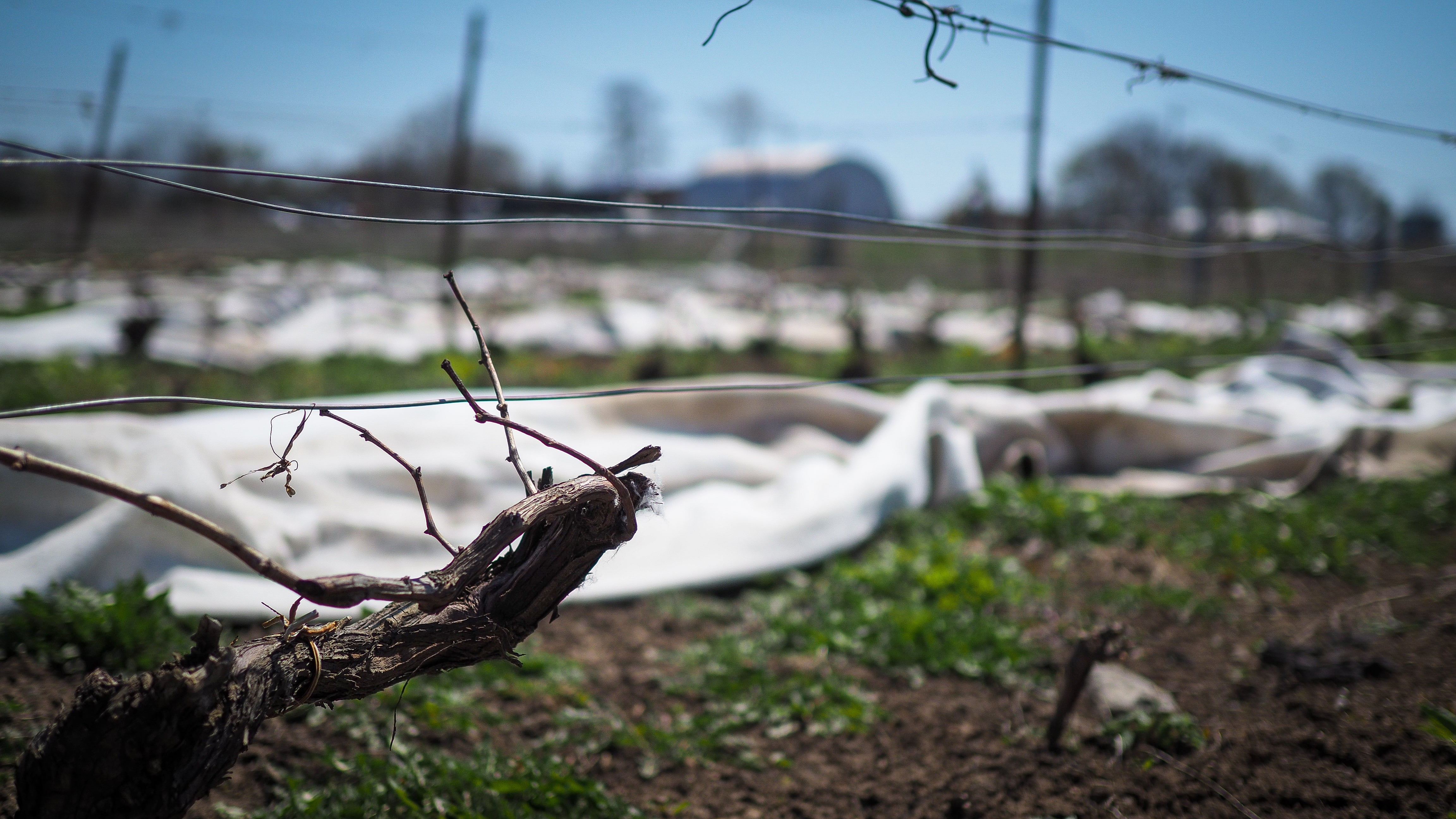 Vineyard Update: Spring Has Sprung
