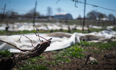 Vineyard Update: Spring Has Sprung
