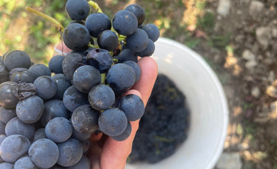 Behind the Vines: Experiencing Harvest Time at Traynor Vineyard