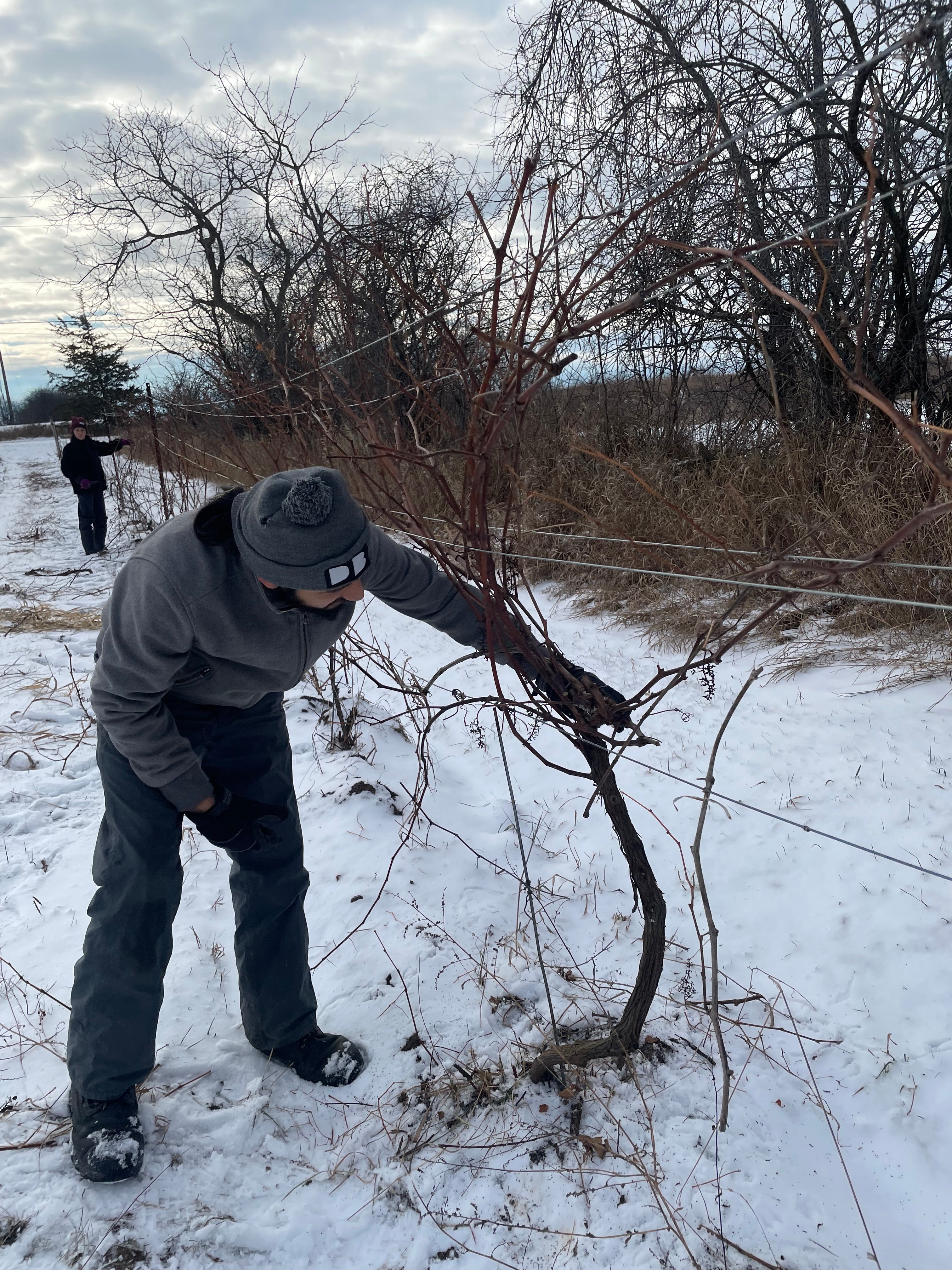 Winter Wonders: The Vital Role of Vine Pruning at Traynor Vineyard