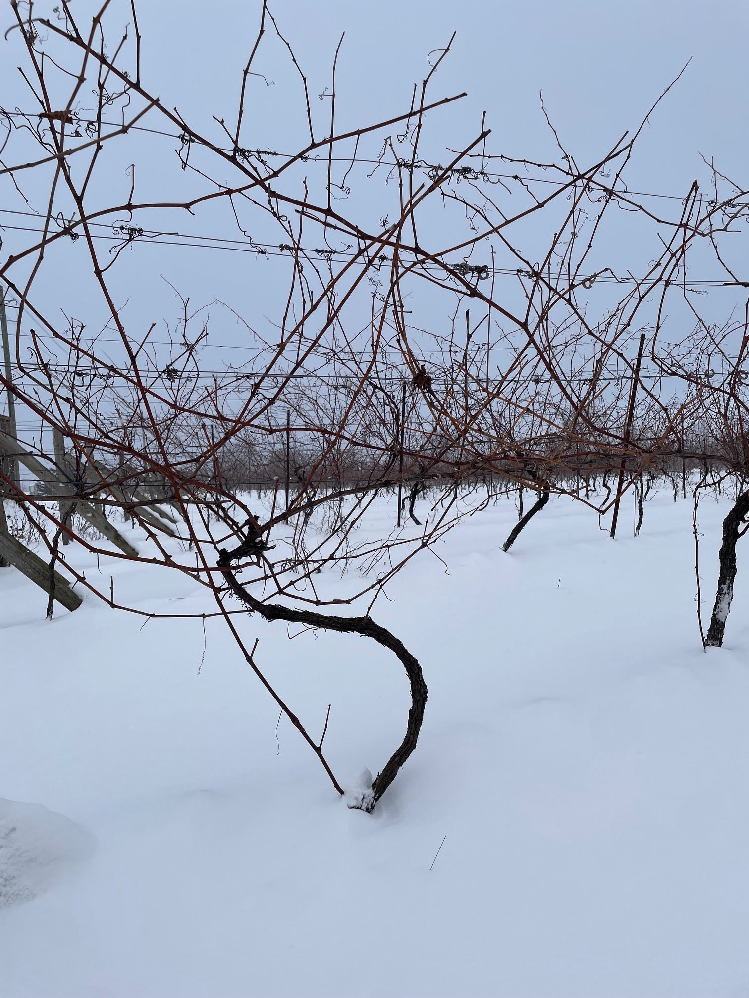 Winter Resilience: The Remarkable Survival of Ontario's Grapevines