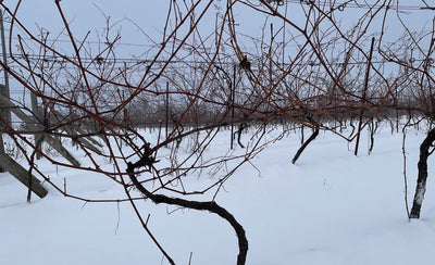 Winter Resilience: The Remarkable Survival of Ontario's Grapevines