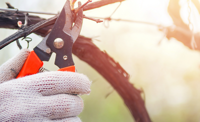 Pruning & Tying: Setting the Stage for a Bountiful Harves