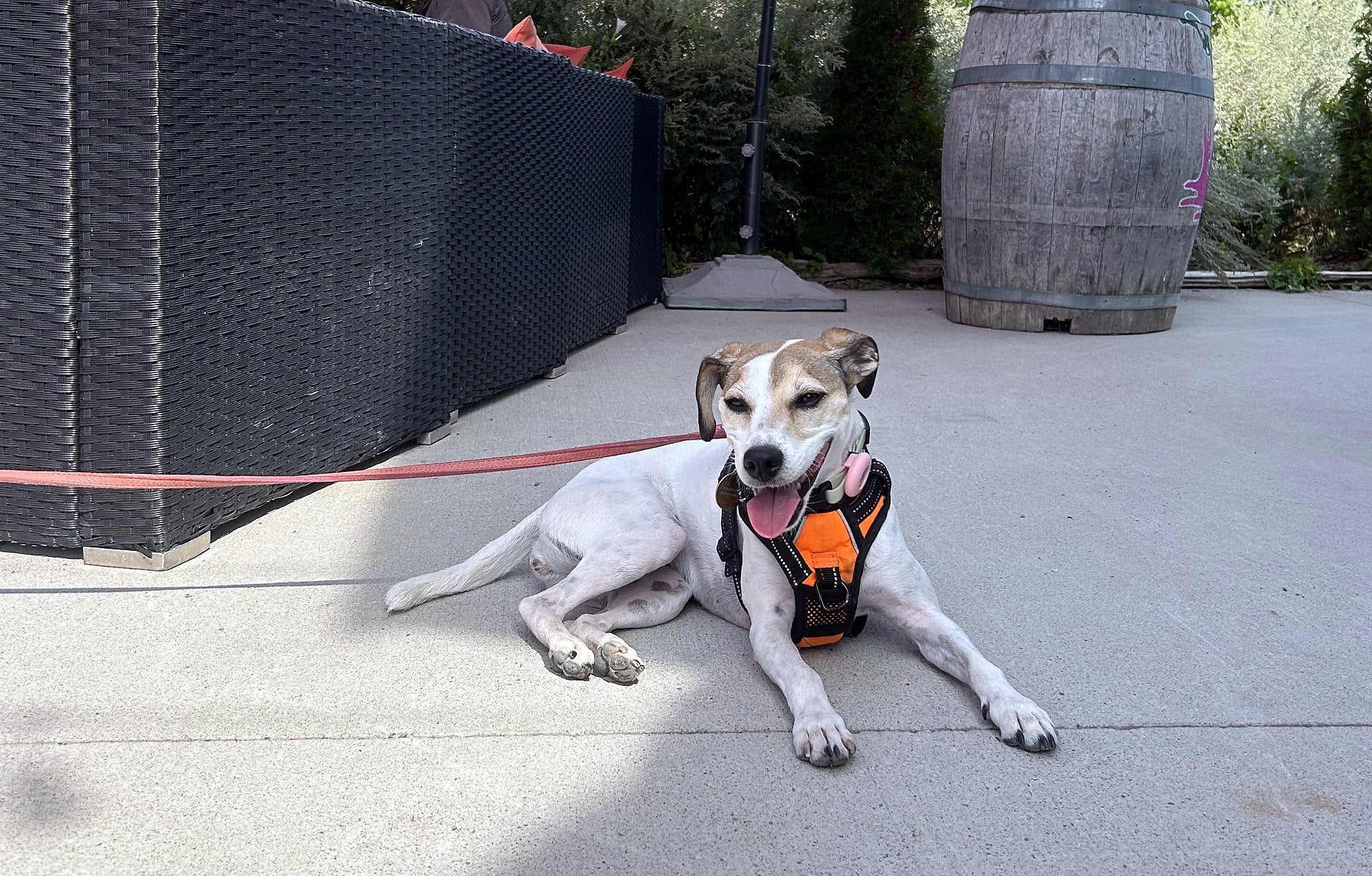 Dog-Friendly Wineries in Prince Edward County: A Guide From a Winery That Actually Loves Your Dog