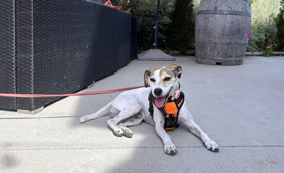 Dog-Friendly Wineries in Prince Edward County: A Guide From a Winery That Actually Loves Your Dog