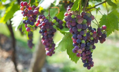 Veraison 2022 with Traynor’s Assistant Winemaker