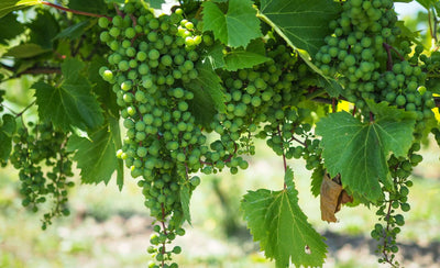 Into the Vines of Summer 2022