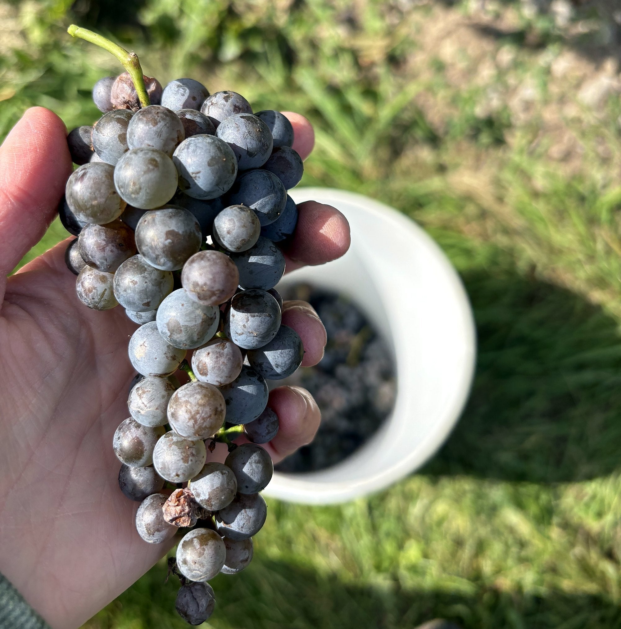 Harvest 2026: We Just Picked the Estate, and Here Is What Happens Next