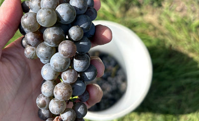 Harvest 2026: We Just Picked the Estate, and Here Is What Happens Next