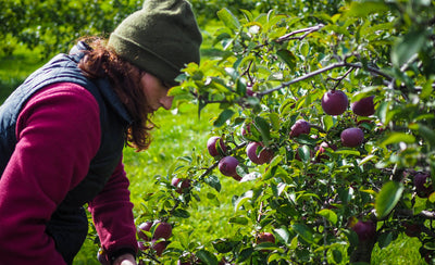 Out of the Vineyard and into the Orchard