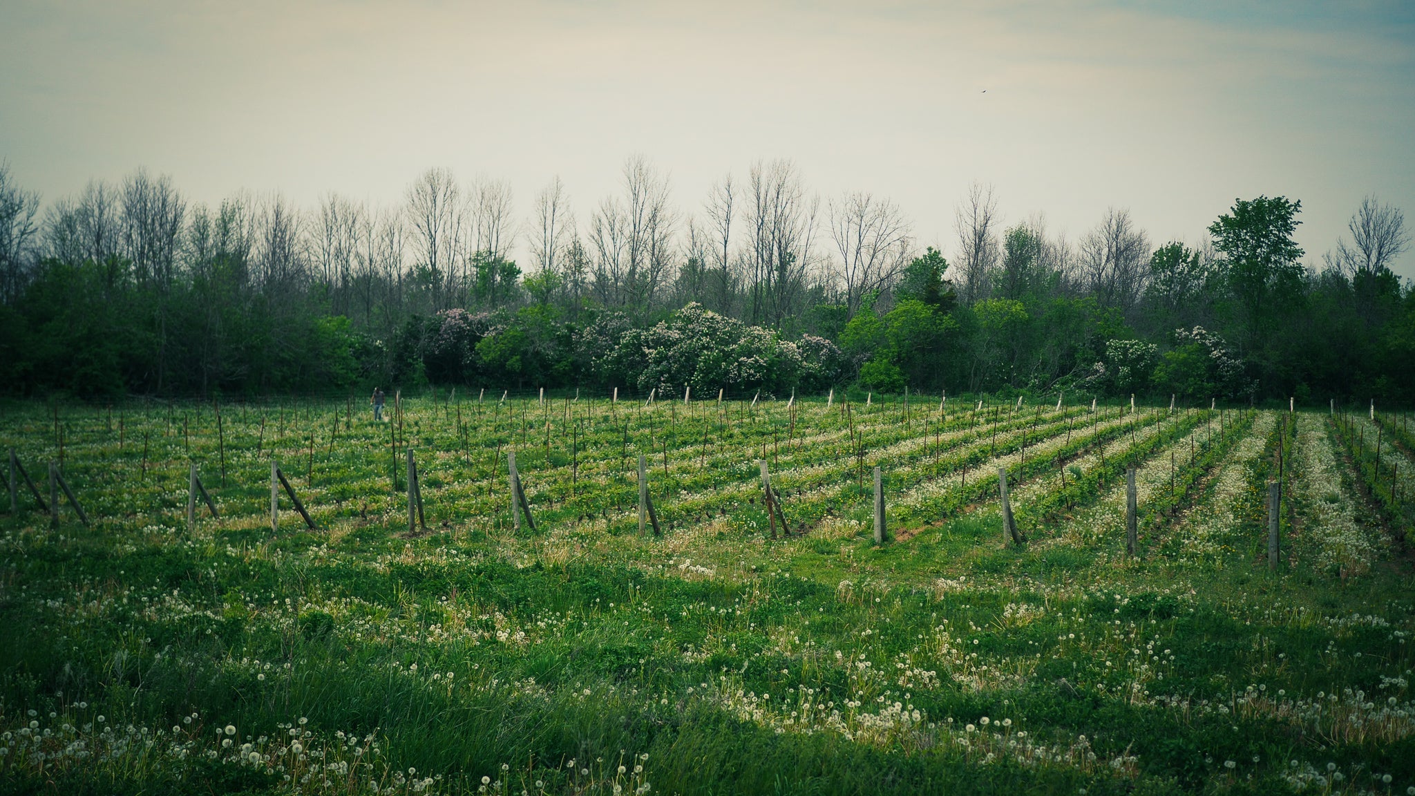 Vineyard Update: Spring Cleaning