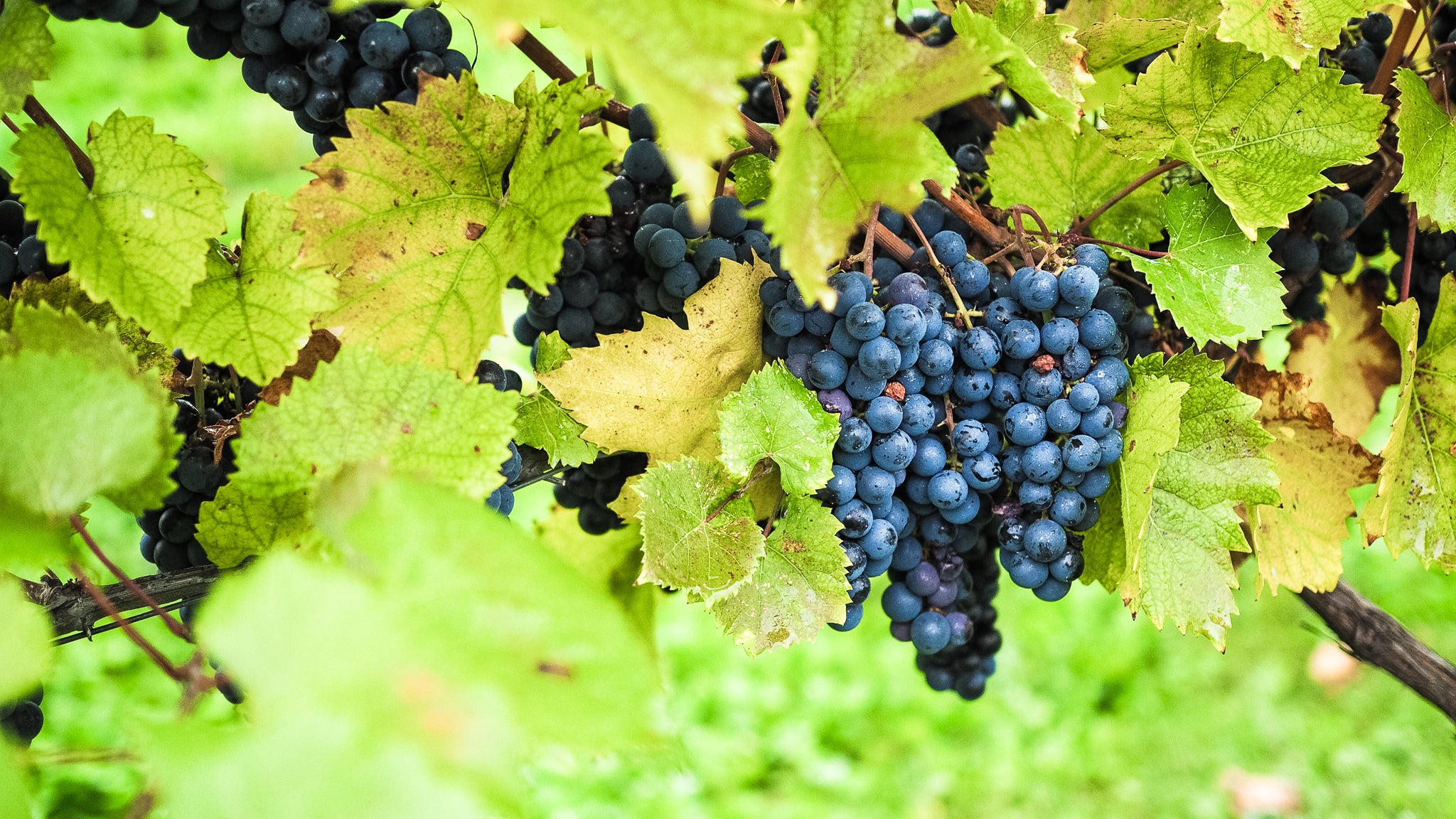 Vineyard Update: Harvest 2021 Begins