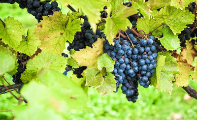 Vineyard Update: Harvest 2021 Begins