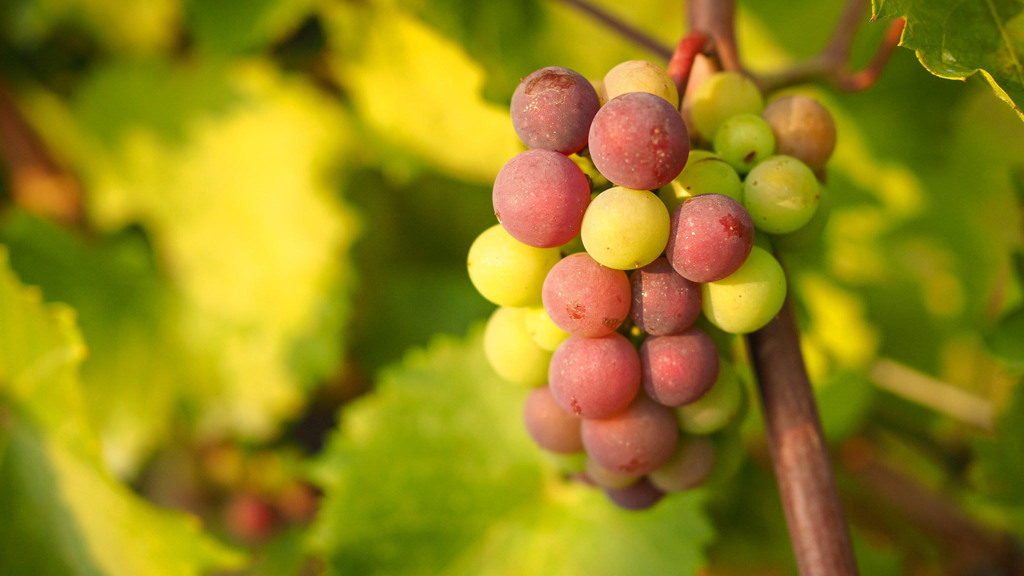 Vineyard Update: Veraison 2021