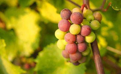 Vineyard Update: Veraison 2021