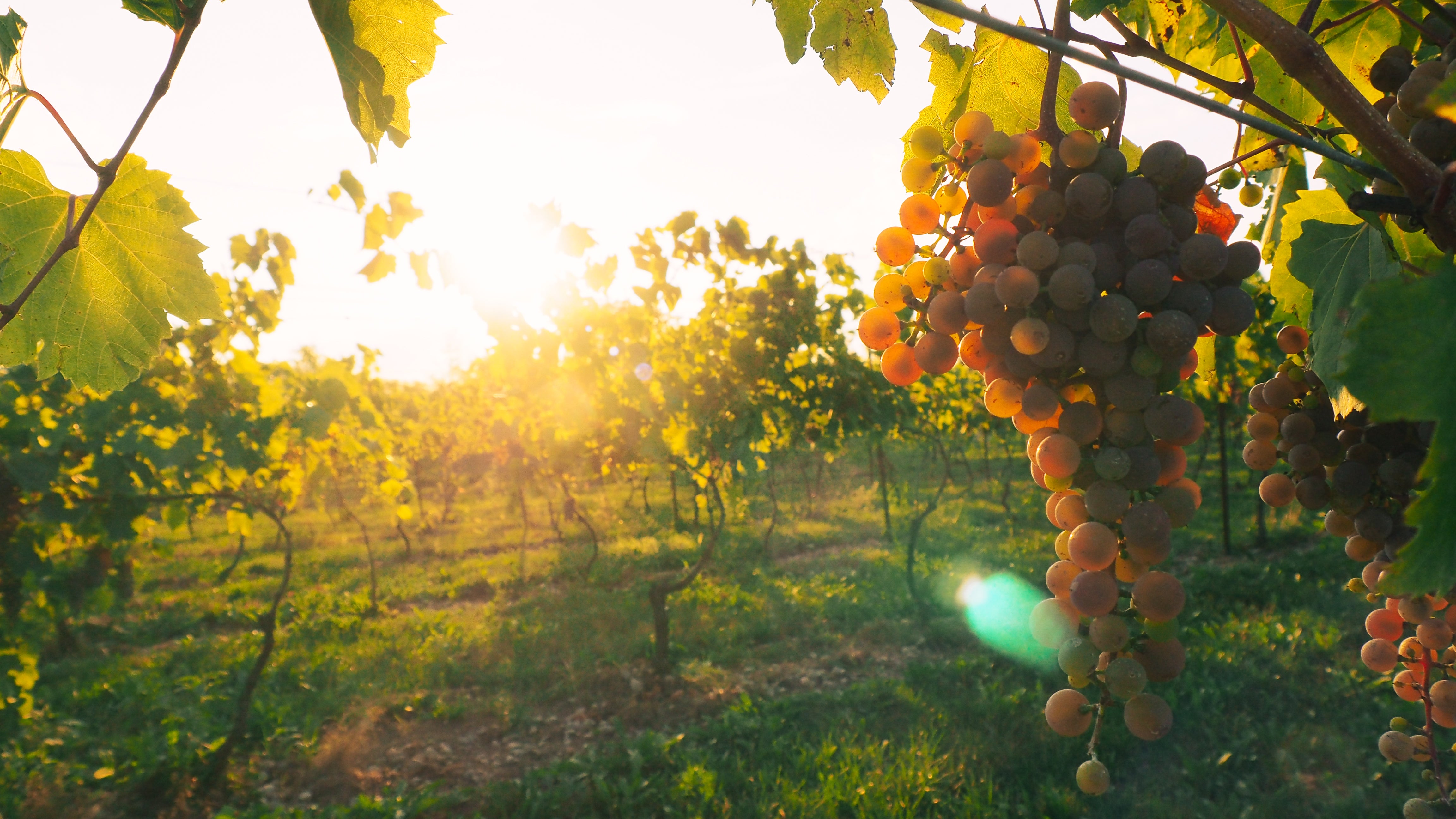 Vineyard Update: Veraison is here, and harvest is near