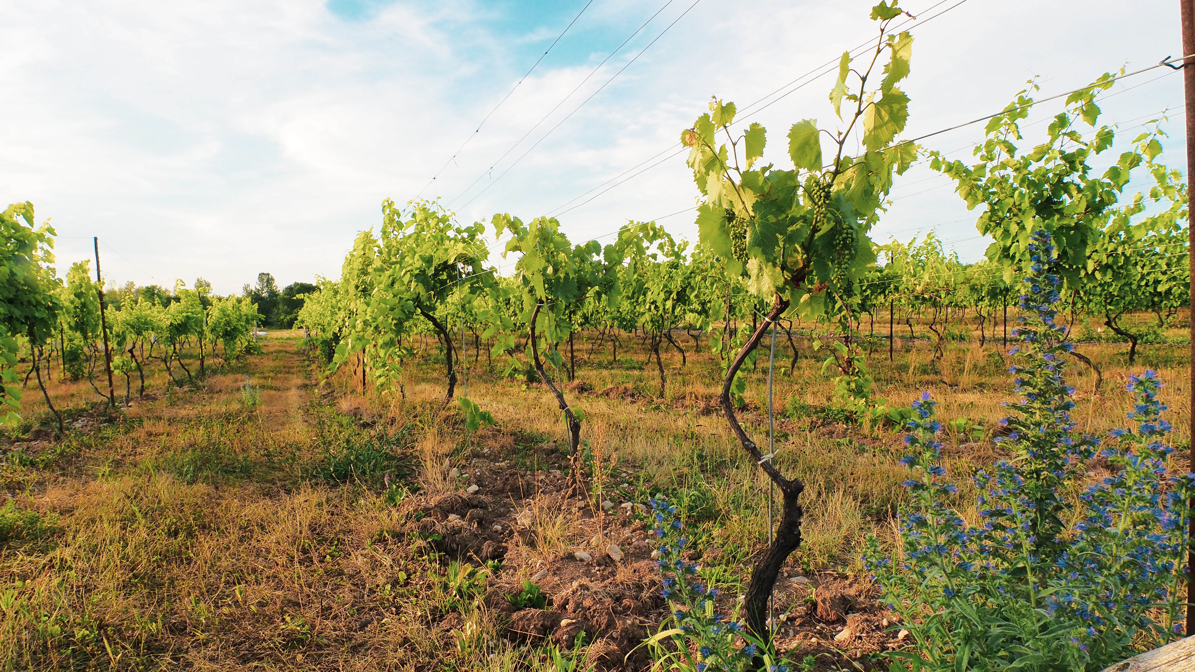 Alive in the Vines: Biodiversity in the Vineyard