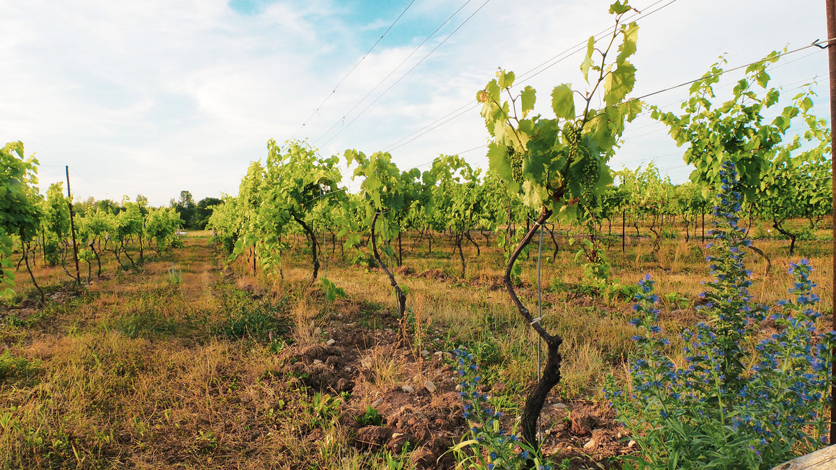 Alive in the Vines: Biodiversity in the Vineyard