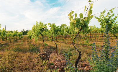 Alive in the Vines: Biodiversity in the Vineyard
