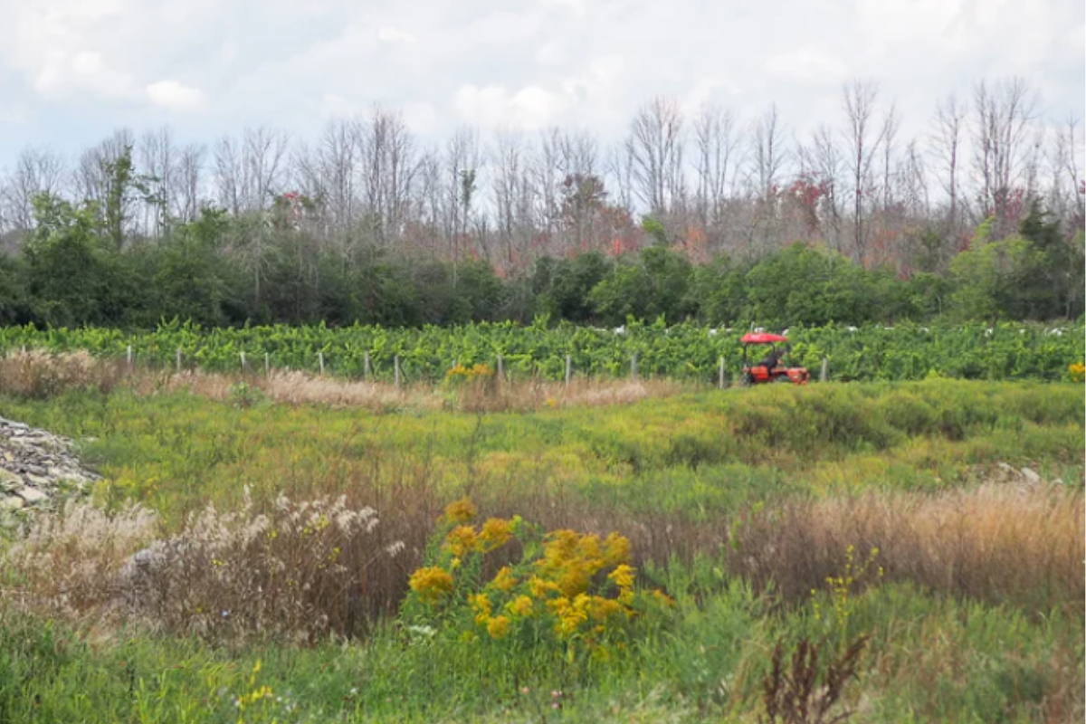 Smaller Map, Better Experience: How to Plan a Prince Edward County Trip