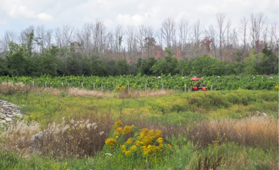 Smaller Map, Better Experience: How to Plan a Prince Edward County Trip