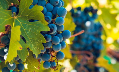 Exploring Marquette Grapes: Traynor Vineyard's Secret to Cool-Climate Wines