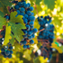 Exploring Marquette Grapes: Traynor Vineyard's Secret to Cool-Climate Wines