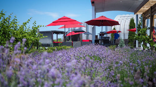 Curated Wine Tasting Flights at Traynor Family Vineyard