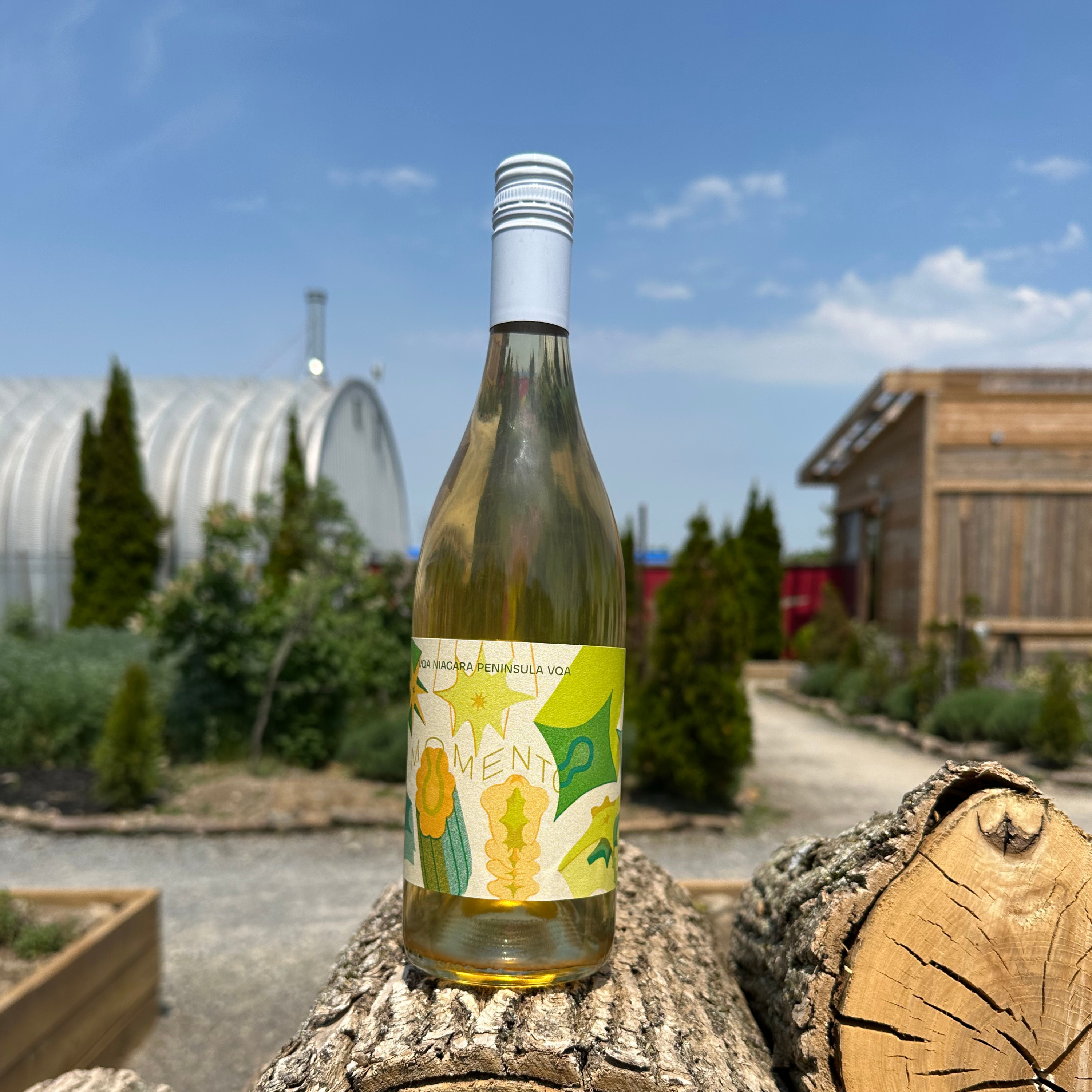 Images of new white wine natural wine from Traynor Family Vineyard a winery in Prince Edward County, Ontario Purple Viticulture