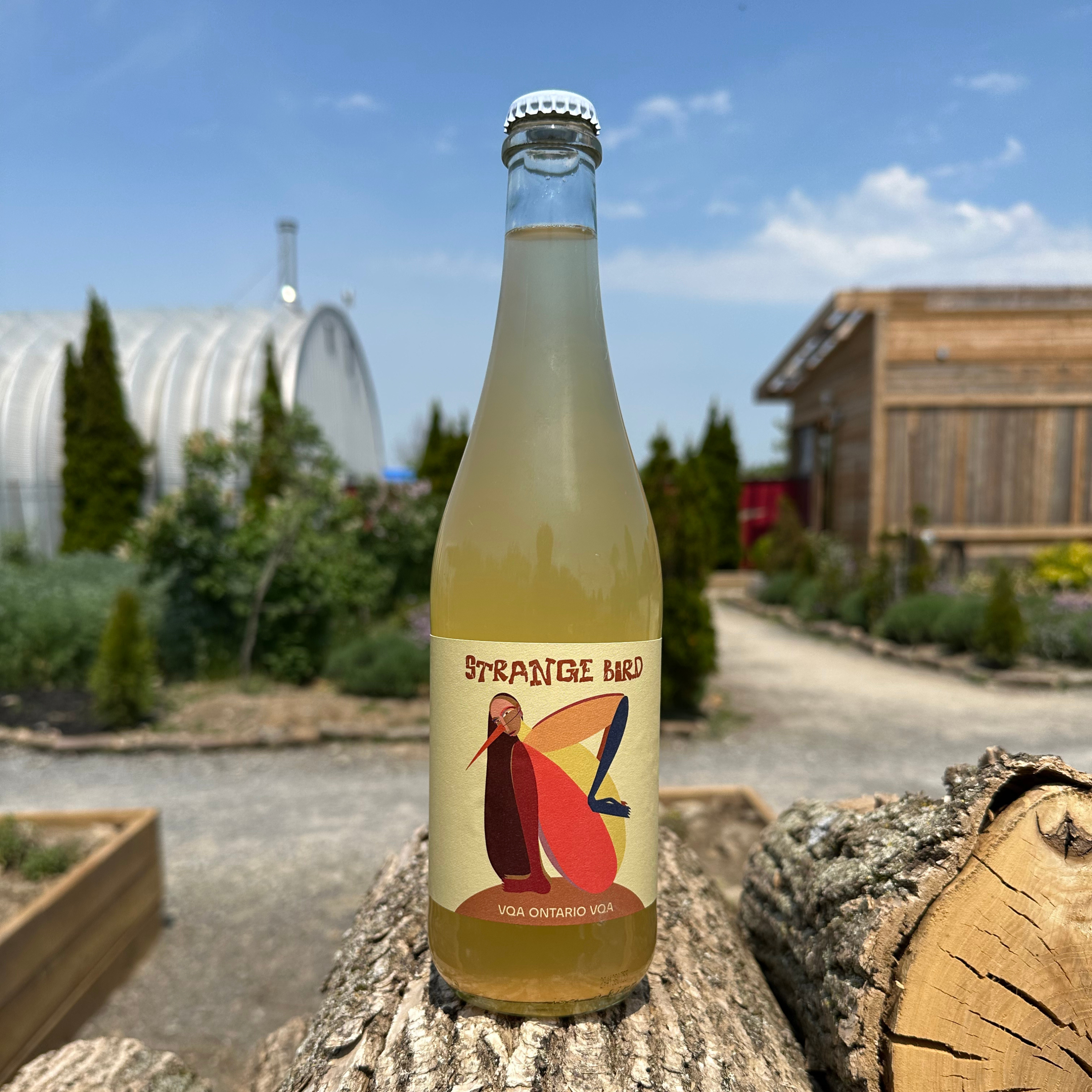Images of new sparkling white pet-nat wine natural wine from Traynor Family Vineyard a winery in Prince Edward County, Ontario Purple Viticulture