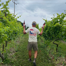 "A person standing in the middle of a vineyard, holding a bottle of rosé wine in each hand. They are seen from the back, wearing a white t-shirt with a colorful design of a blue figure pouring from a teapot into cups, and red and white checkered patterns. The rows of grapevines are lush and green, extending into the background under an overcast sky."