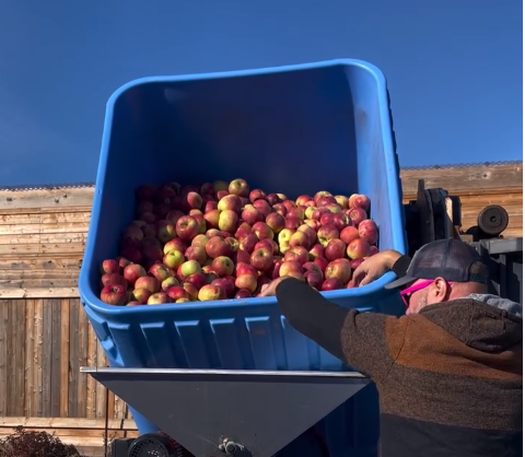 Apples being emptied from a basket into a crusher