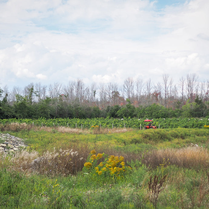 Prince Edward County (PEC) Vineyard